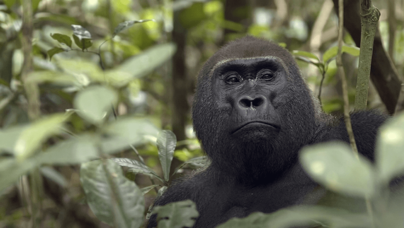 Things to do in Central African Republic Baby Western Lowland Gorillas (Dzangha Sangha National Park)