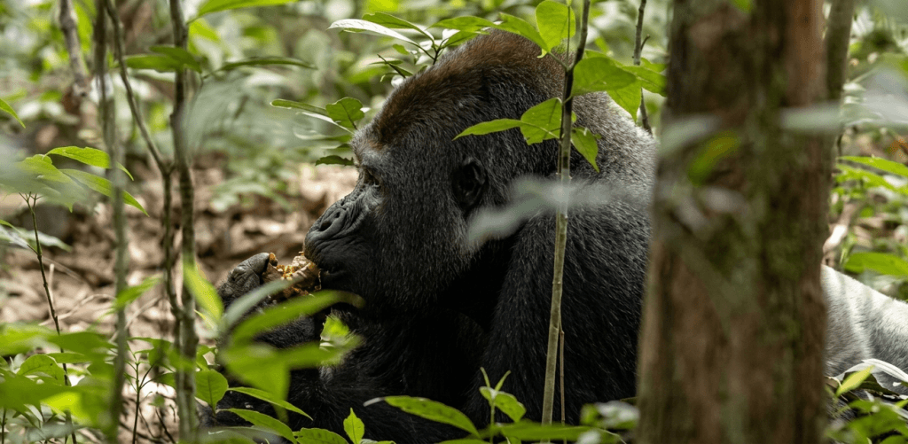 Lowland Gorilla Trekking in Dzanga sangha