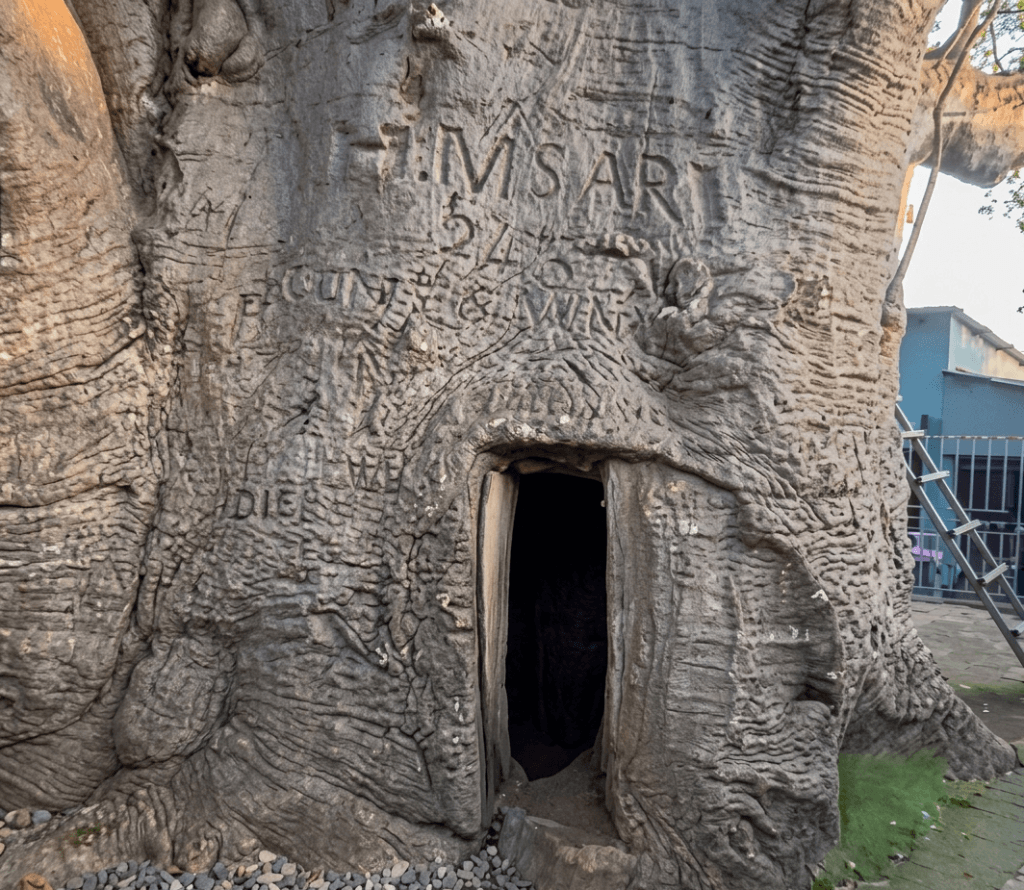 The Stanley Baobab’s story in Boma