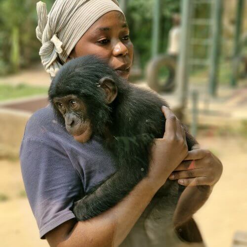 Lola Ya Bonobos, Kwafrika Travel. Things to do in Kinshasa