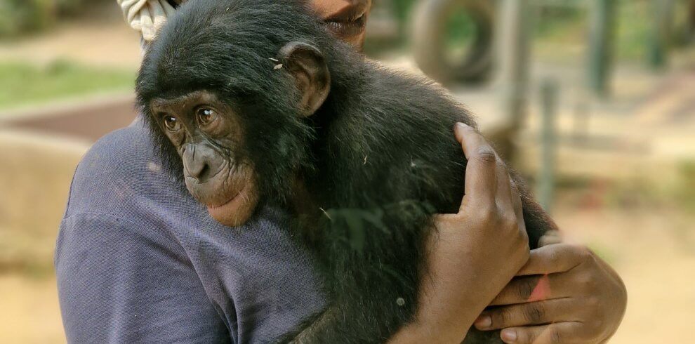 Lola Ya Bonobos, Kwafrika Travel. Things to do in Kinshasa
