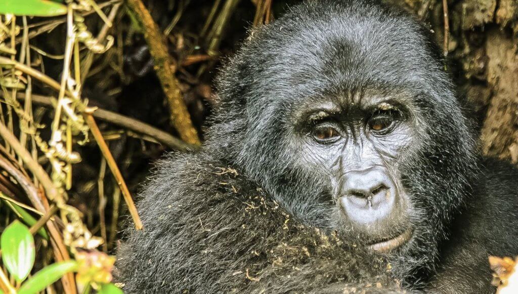 Gorilla trekking in Rwanda with Kwafrika Travel 
