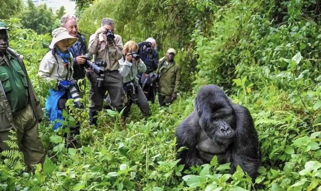 Uganda vs Rwanda Gorilla Trekking, A Kwafrika Travel review