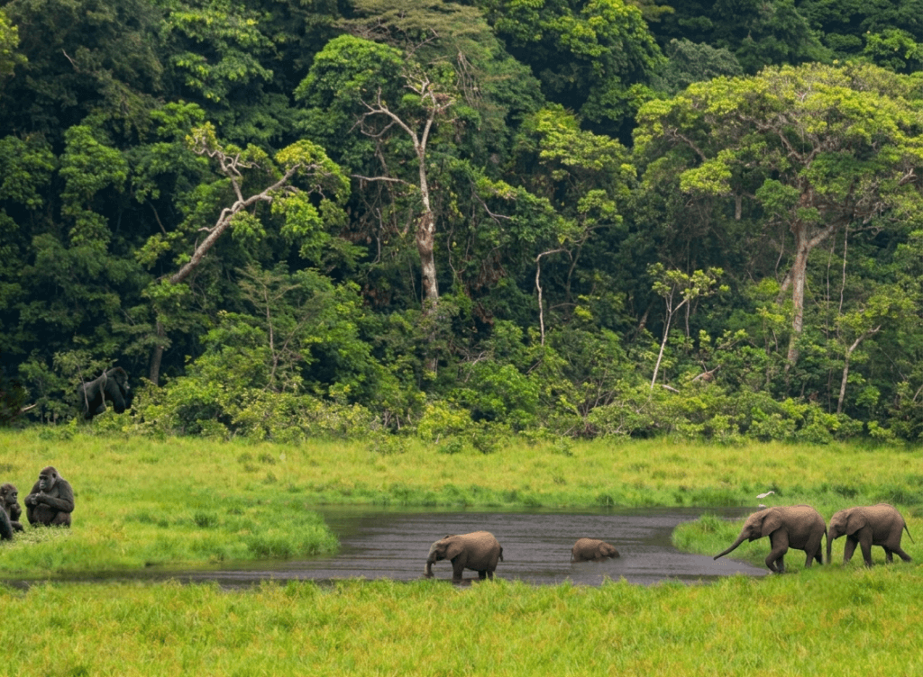Elephants and Gorilla in Langoué Baï Wildlife