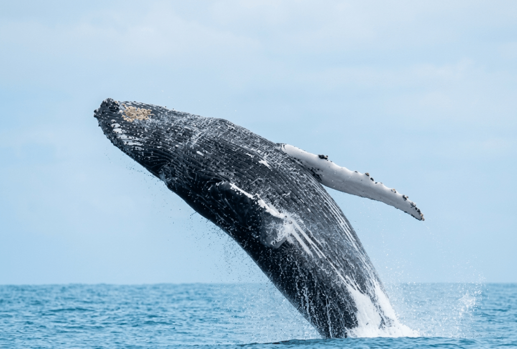 whales in Gabon Marine Wildlife