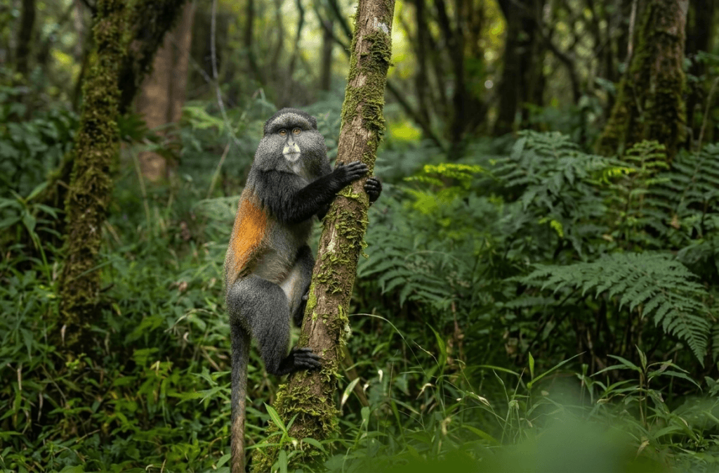 Golden Monkey Tracking within the lush, green canopy in Rwanda