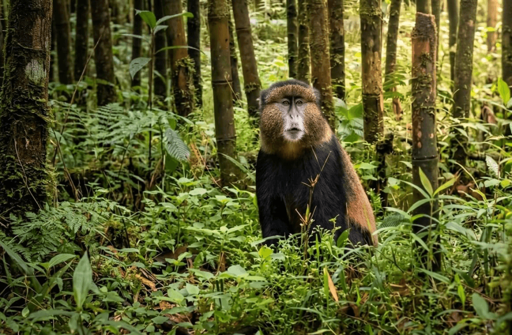 Golden Monkey Tracking in Volcano National Park