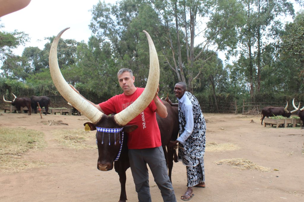 Visit Rwanda, Long horned cattle, Plan Your Rwanda Safari